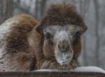 Zoo Weather 4 020322.JPG