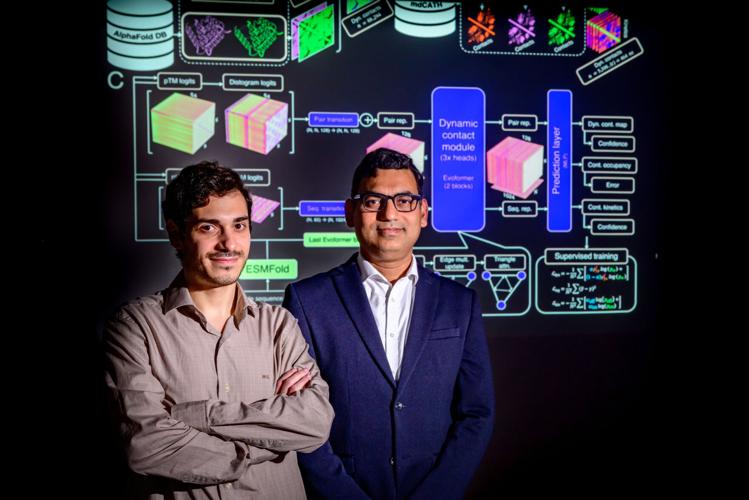 AI model offers a faster way to explore how proteins move, study finds