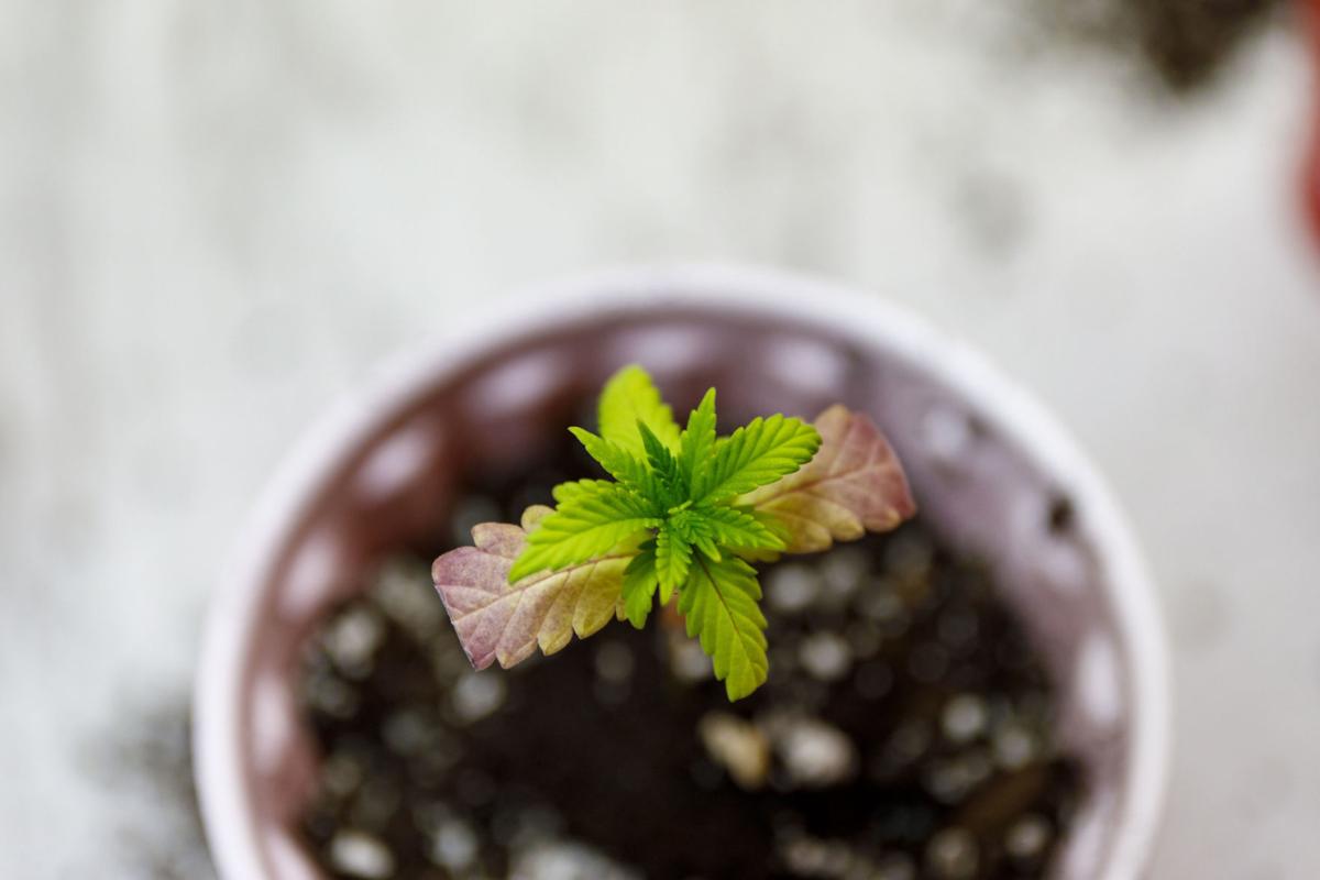 US-NEWS-FRUSTRATED-WITH-SHORTAGES-MEDICAL-MARIJUANA-4-TB.jpg