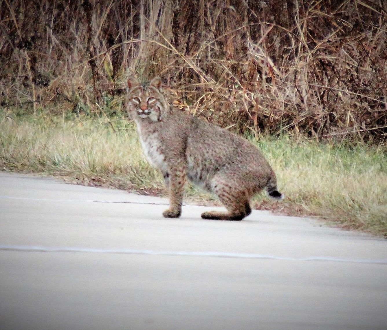 Bobcat fever shop natural treatment