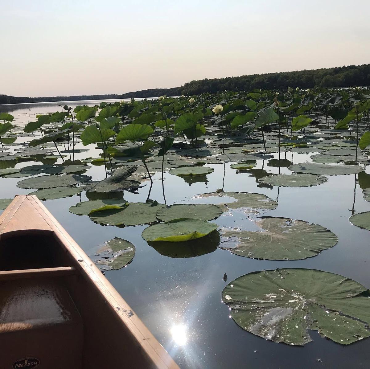 Clinton Lake Lily Pad Paddle