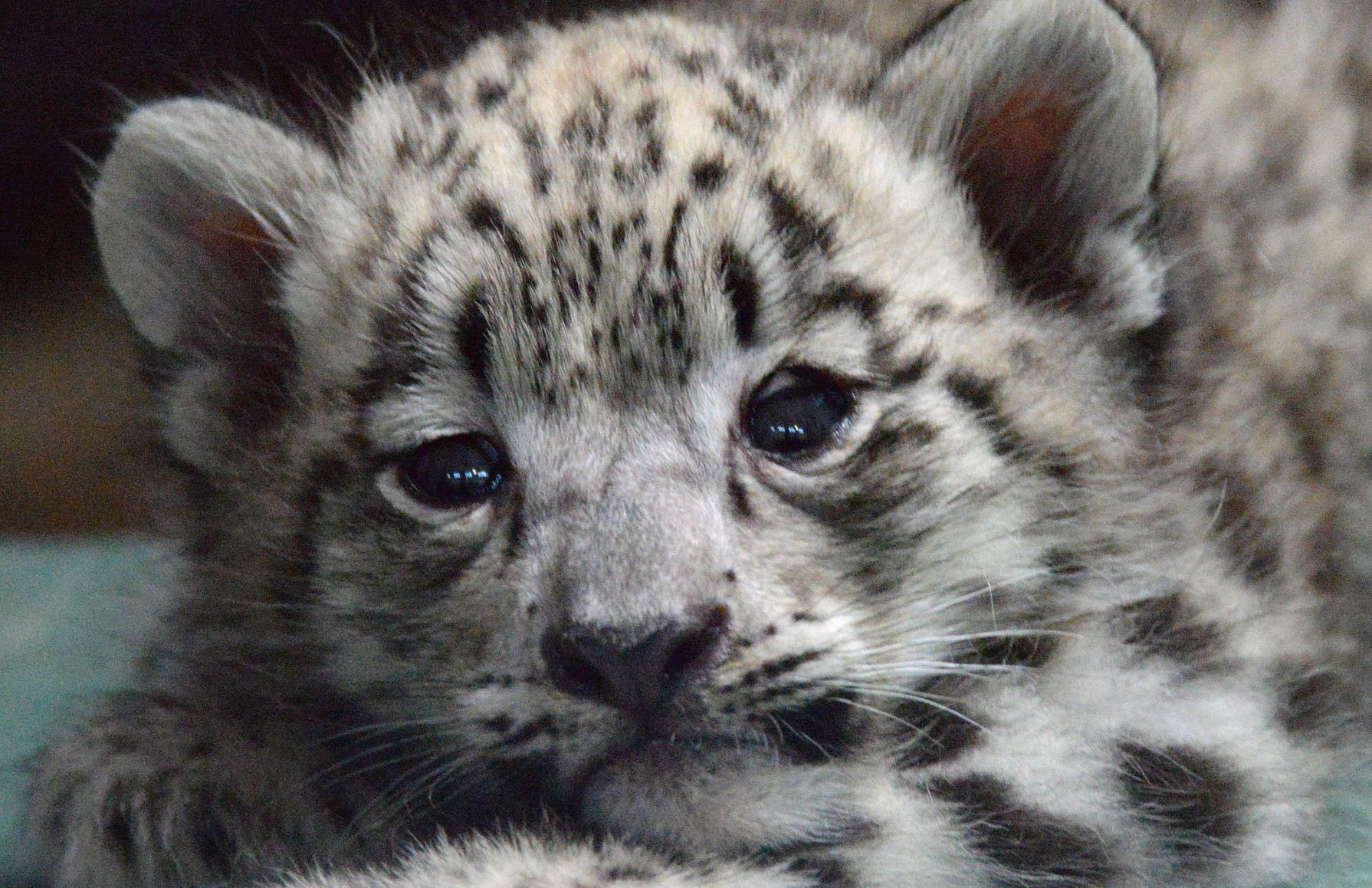 Bloomington zoo welcomes snow leopards