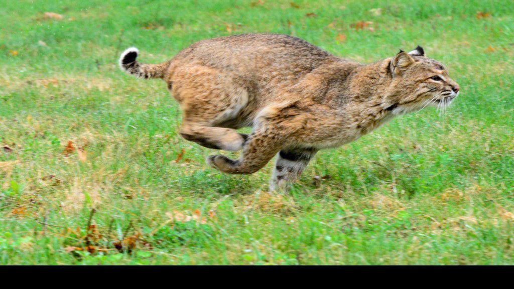 Was That A Bobcat Or A Big Cat That I Saw Herald Review Com They move like a house cat, have a bobbed tail and vary in color from. was that a bobcat or a big cat that i