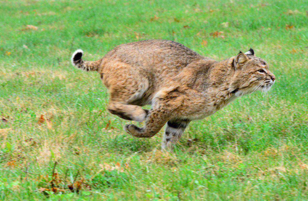 Was That A Bobcat Or A Big Cat That I Saw Herald Review Com