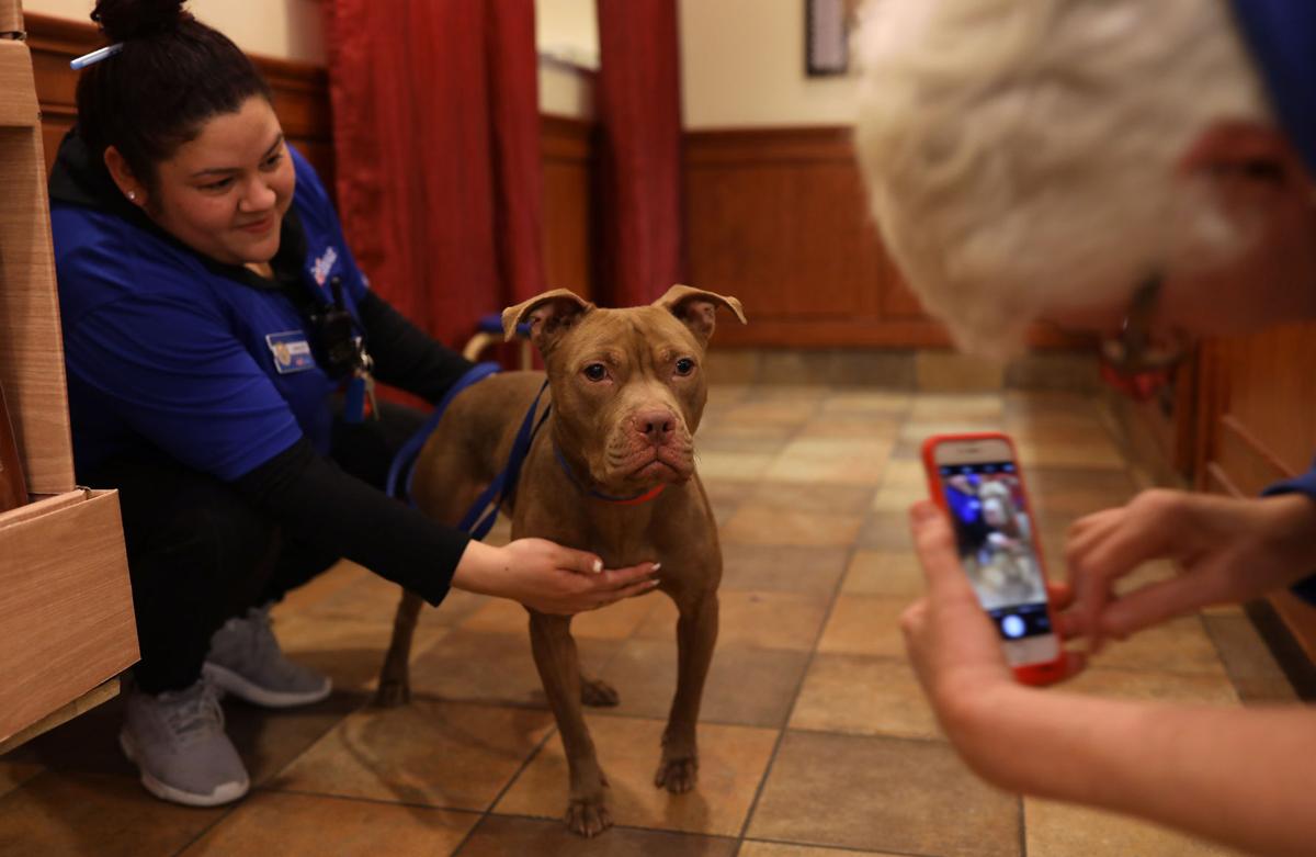 Rescue Groups Foster Homes Step Up To Help Chicago Shelter Animals At Risk Of Euthanasia Pets Herald Review Com
