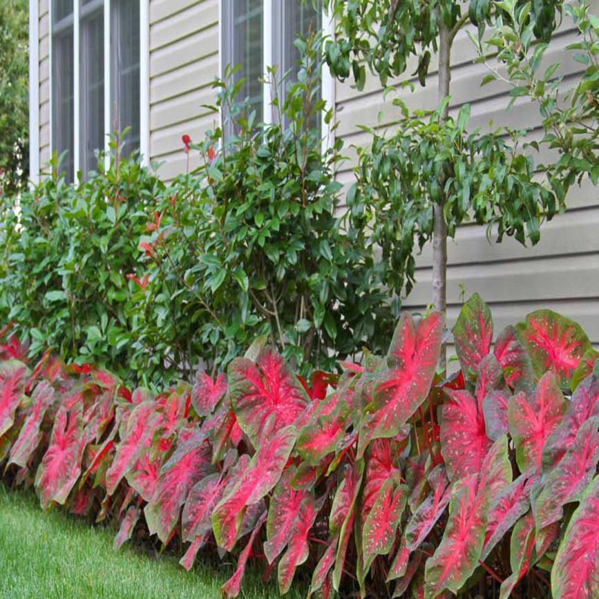 Plant Palette Caladiums Brighten Shady Garden Areas Home