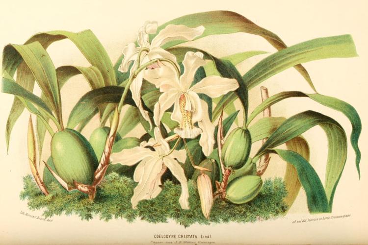 What is the future of the Biodiversity Heritage Library?