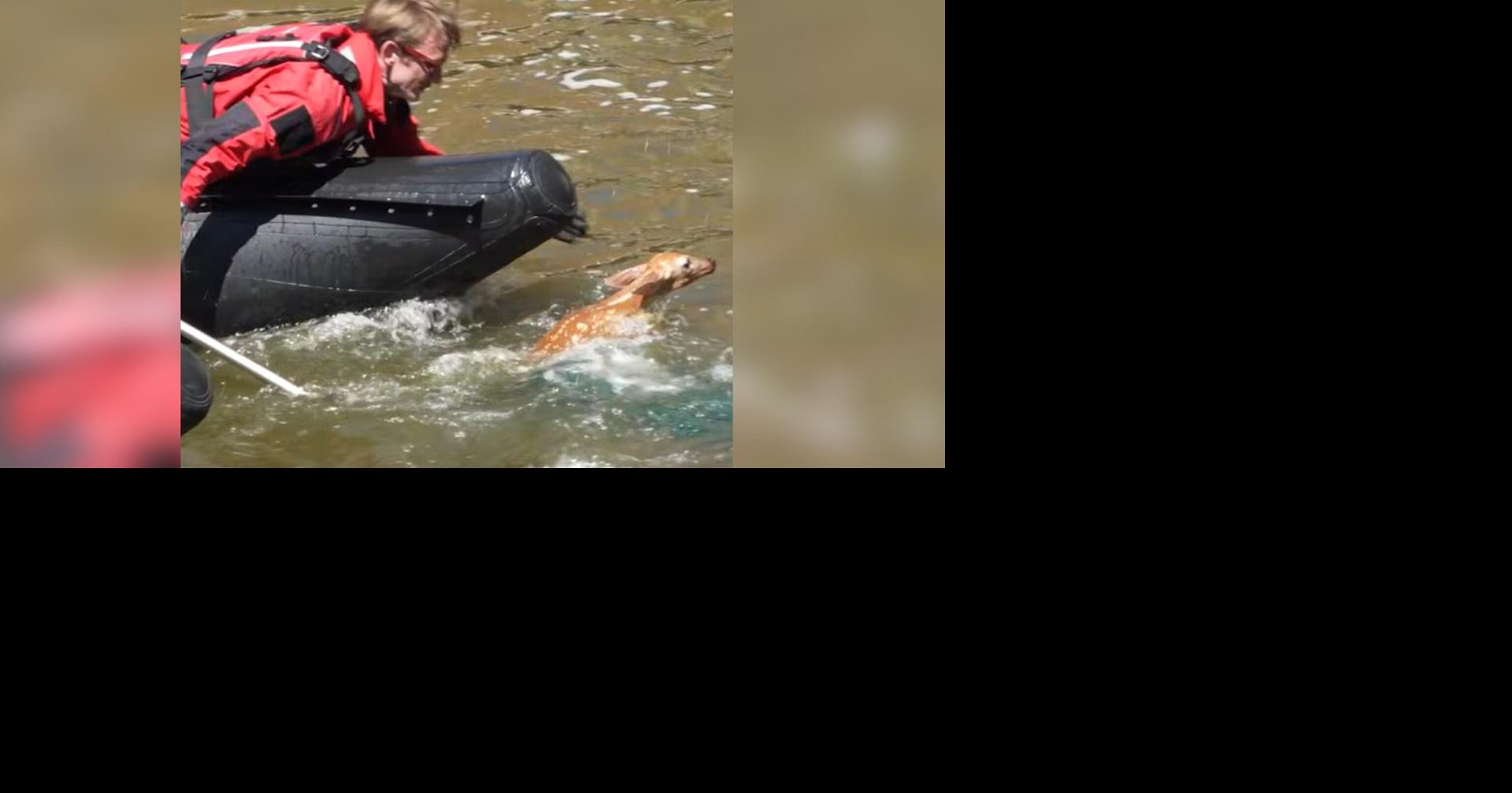 Baby deer rescued from Fox River in downtown Aurora