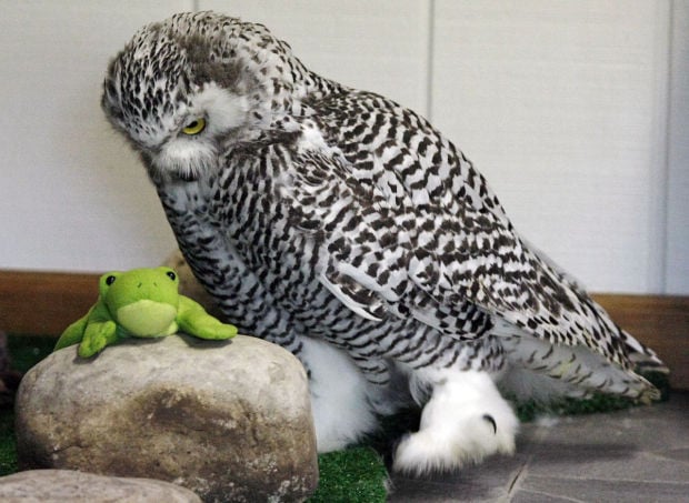 Baby Snowy Owl 1 9.24.14.jpg
