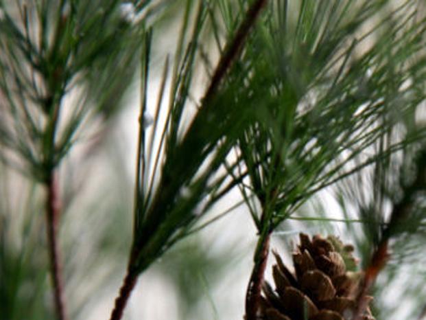 Christmas Tree Farms In Central Illinois Home Garden Herald Review Com