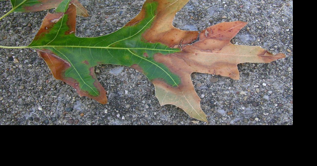 Stuart Hawbaker Bacterial Leaf Scorch causes commotion