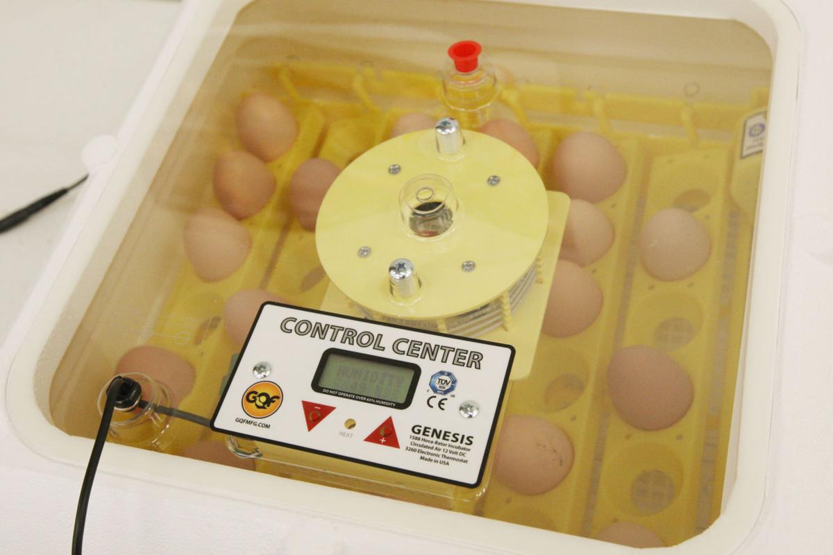 Science Behind An Egg