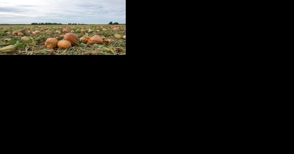 Illinois pumpkin farms adapt to improve soil, lower emissions - Vimarsana News