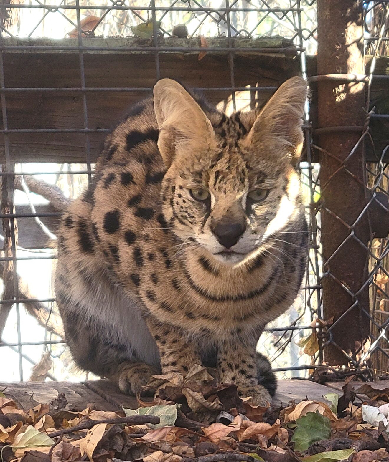 Cat Decatur Decatur's wayward serval cat lives happily ever after