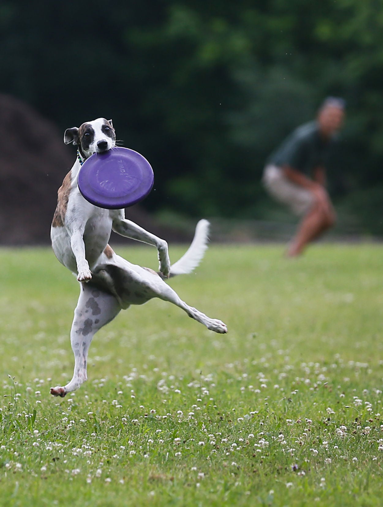 whippet frisbee