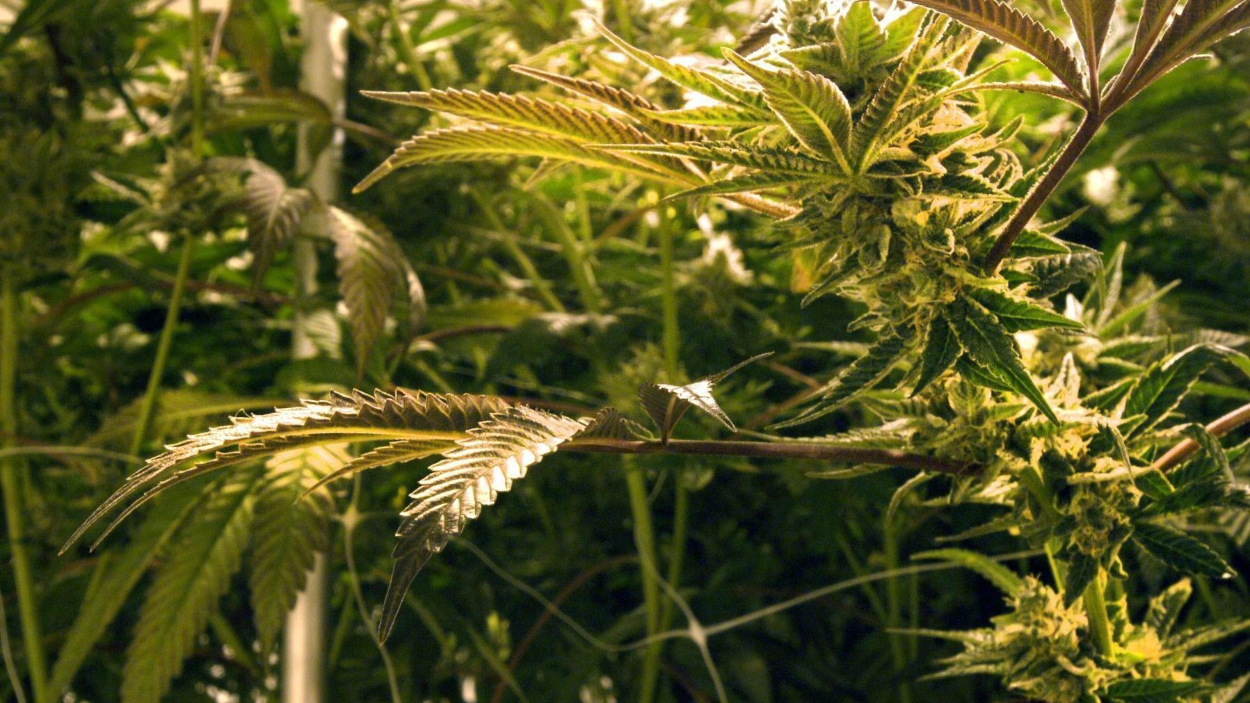 Marijuana by the numbers as 420, the unofficial high holiday, turns 50 - Vimarsana News