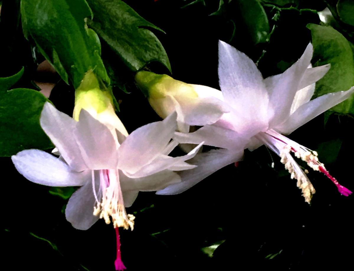 On Gardening Christmas Cactus Is A Living Heirloom Herald Review Com