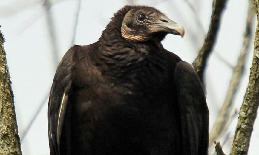 Black vultures are killing newborn livestock in the Midwest