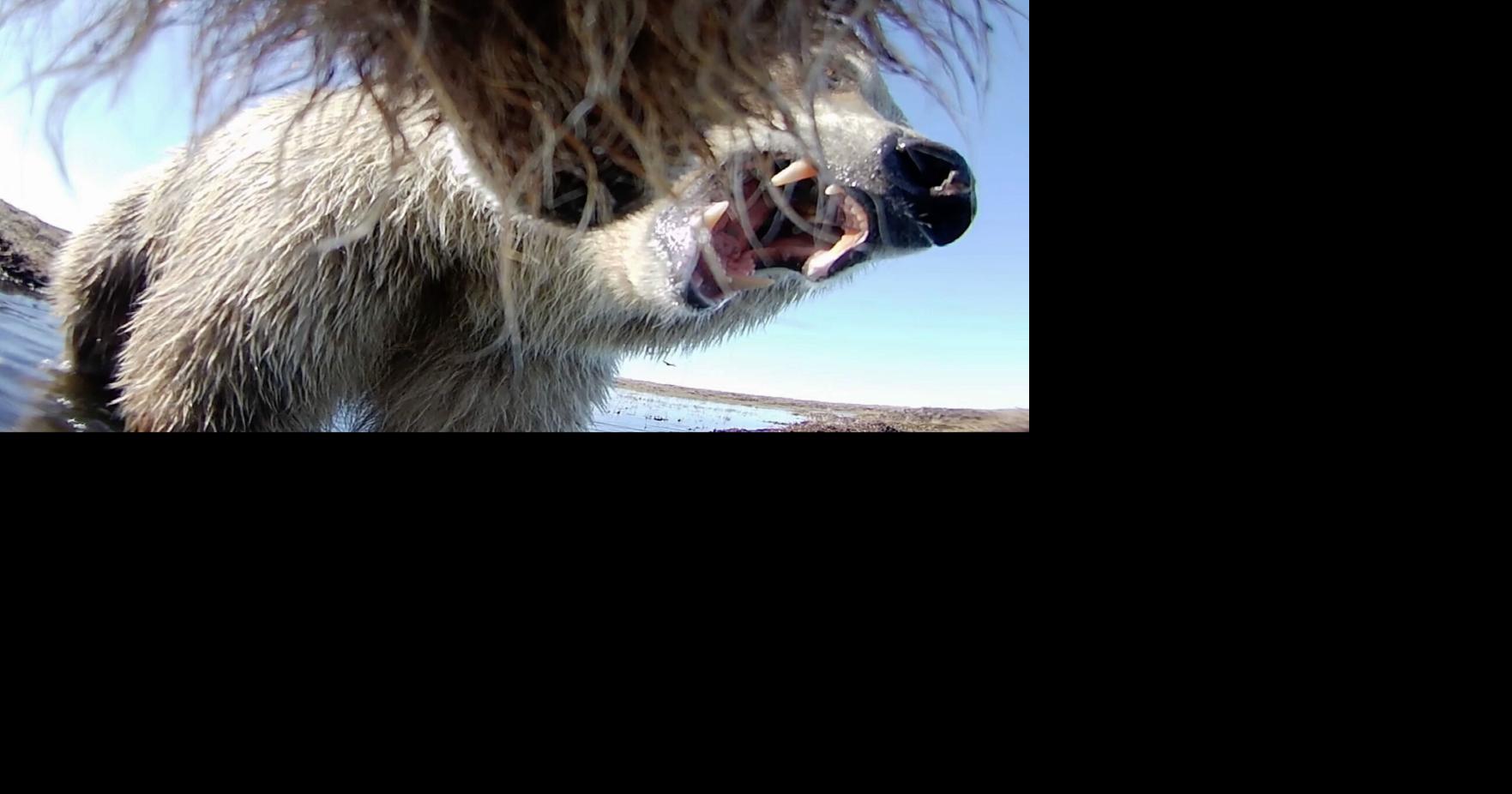 Collar cams offer a bear's eye view into the lives of grizzlies on Alaska's desolate North Slope