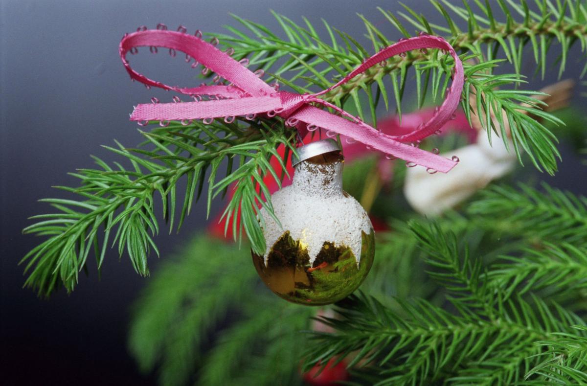 Norfolk Island Pine Makes An Alternative Christmas Tree Home Garden Herald Review Com Norfolk Island Pine Makes An Alternative Christmas Tree Home Garden Herald Review Com