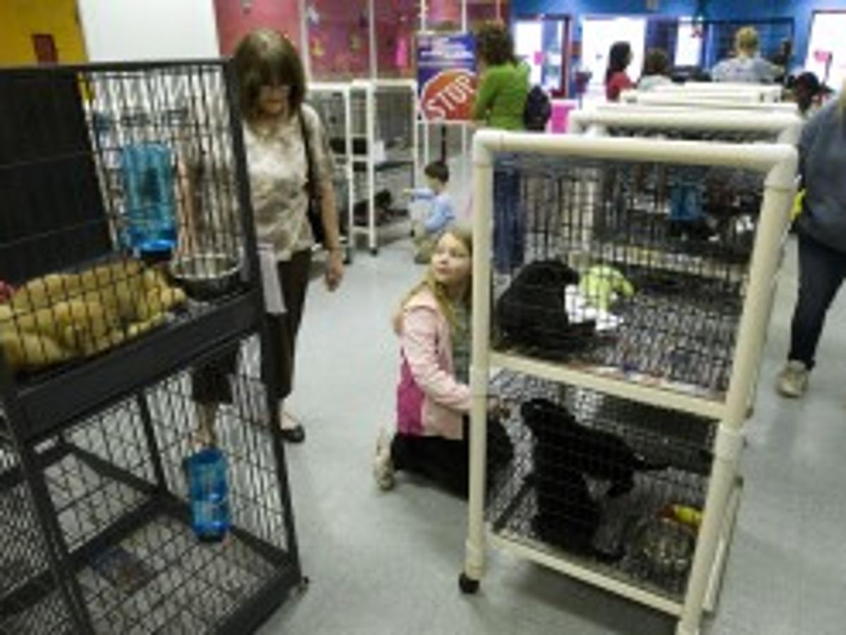 Love At First Sight Pet Adoption Center Finding Good Homes For