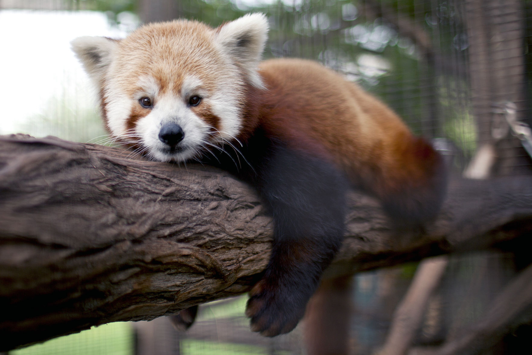 red panda clay model