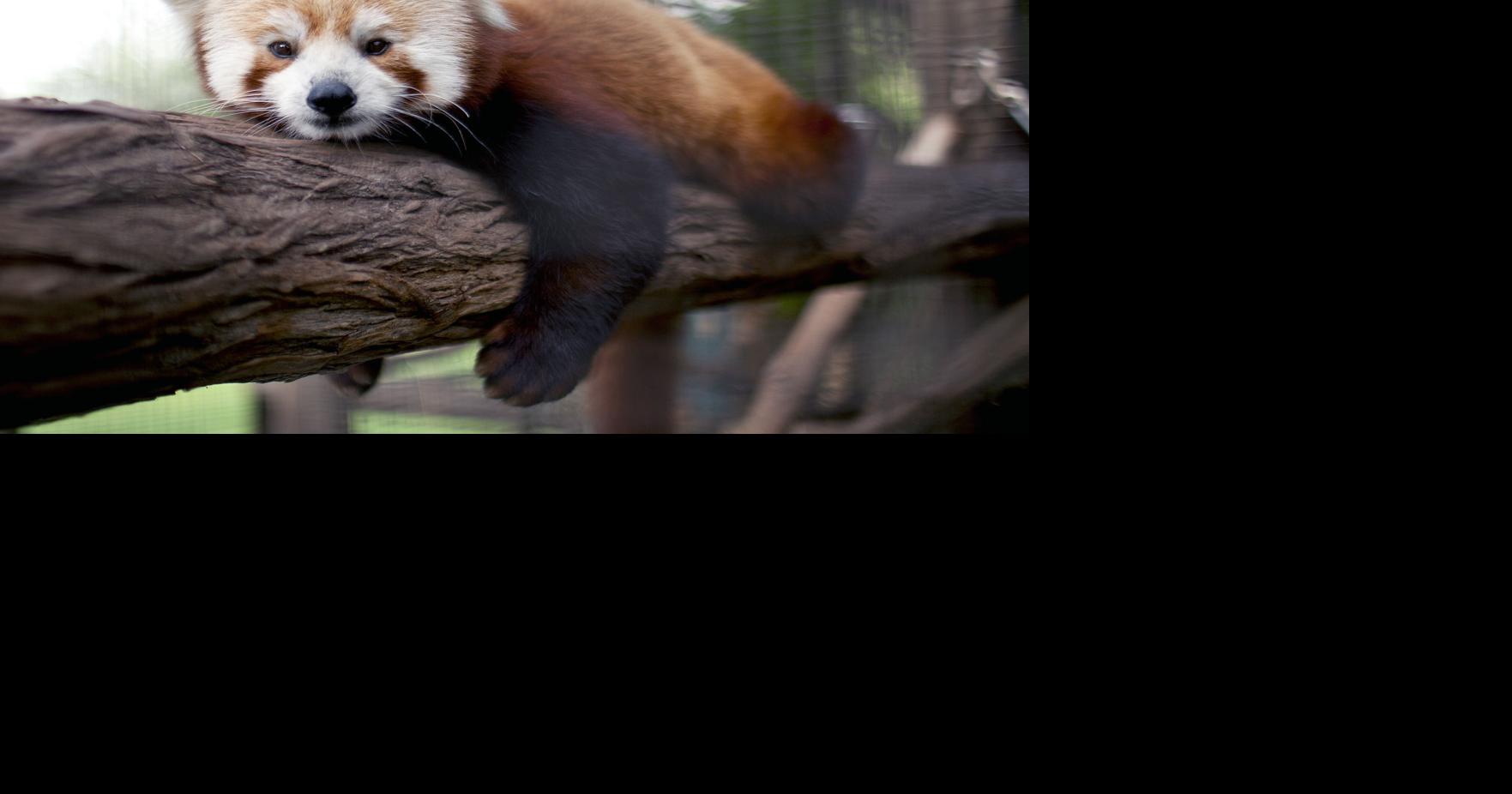 Scovill Zoo mourns Clay the red panda 