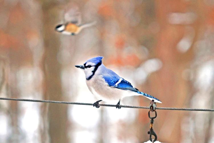 Feeding wild birds