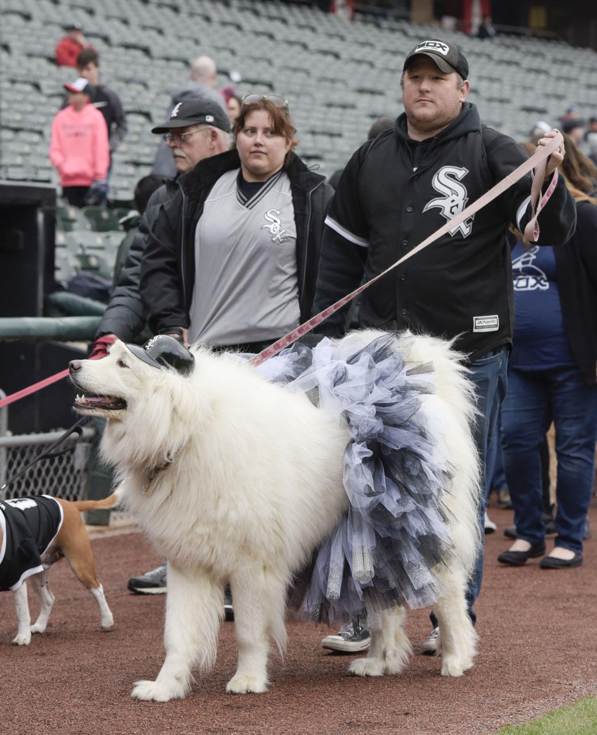 Insidethepark pups Get to know some of the stars of White Sox Dog