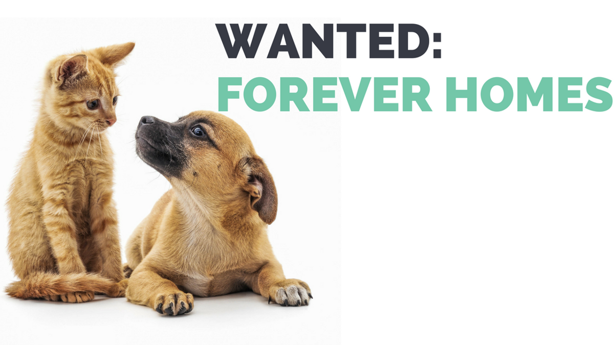 Gallery Look At These Adoptable Macon County Pets Pets Herald Review Com