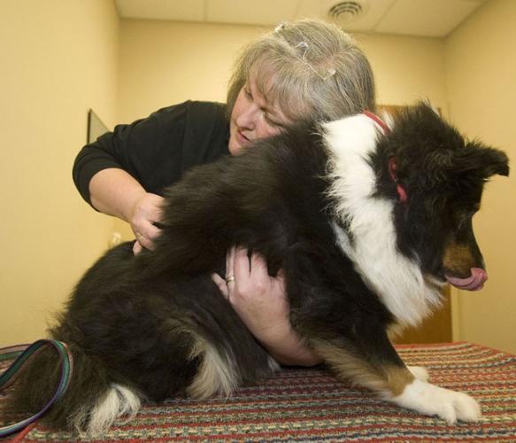 Chiropractors taking care of pets' pain