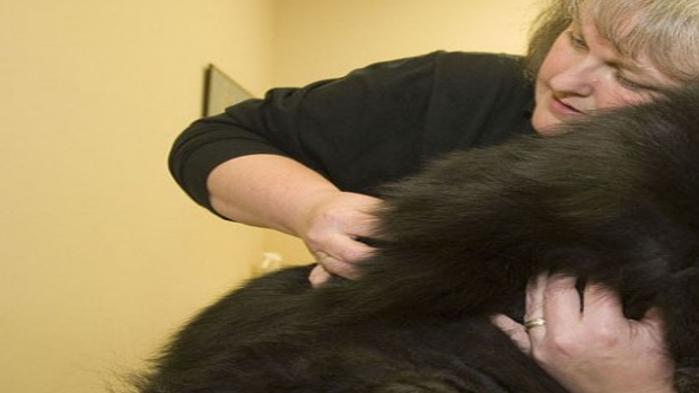 Chiropractors Taking Care Of Pets Pain Outlook Work Herald Review Com