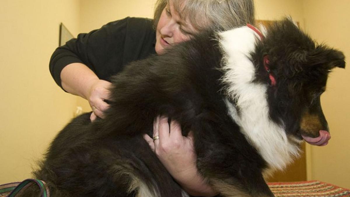 10 Foods To Fight Disease In Dogs In 2020 Dog Food Recipes Dog Health Tips Homemade Dog Food