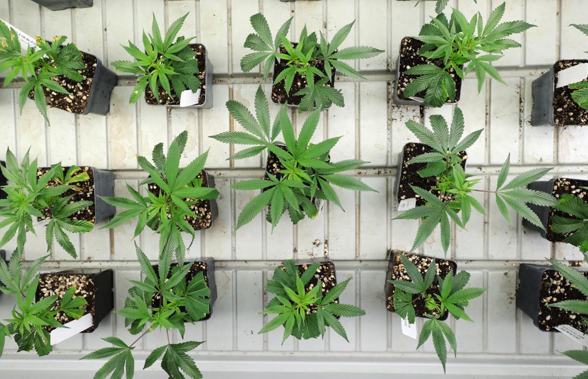 US-NEWS-WONDER-WHERE-THE-RECREATIONAL-MARIJUANA-TB.jpg