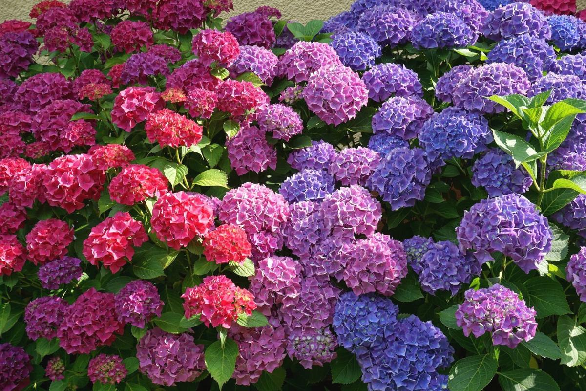 Plant Palette: Reasons why your hydrangea won't bloom | Home & Garden | herald-review.com