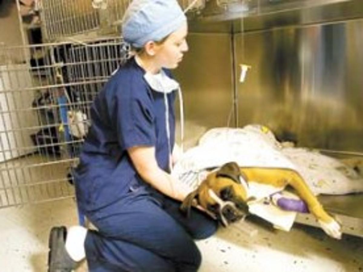 Who Do You Call If Your Pet Needs Emergency Treatment Decatur Vets Look To Expand Options Local Herald Review Com