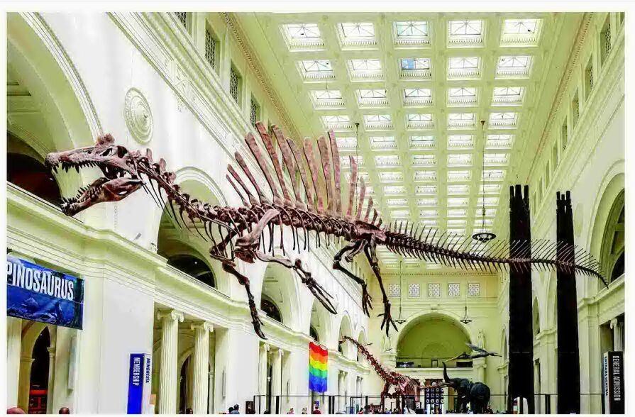 FIELD MUSEUM DISPLAYS SPINOSAURUS CAST