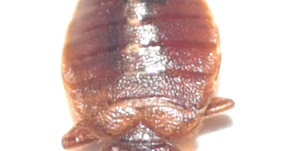Decatur Bugs Bed bugs found in Decatur Public Schools building