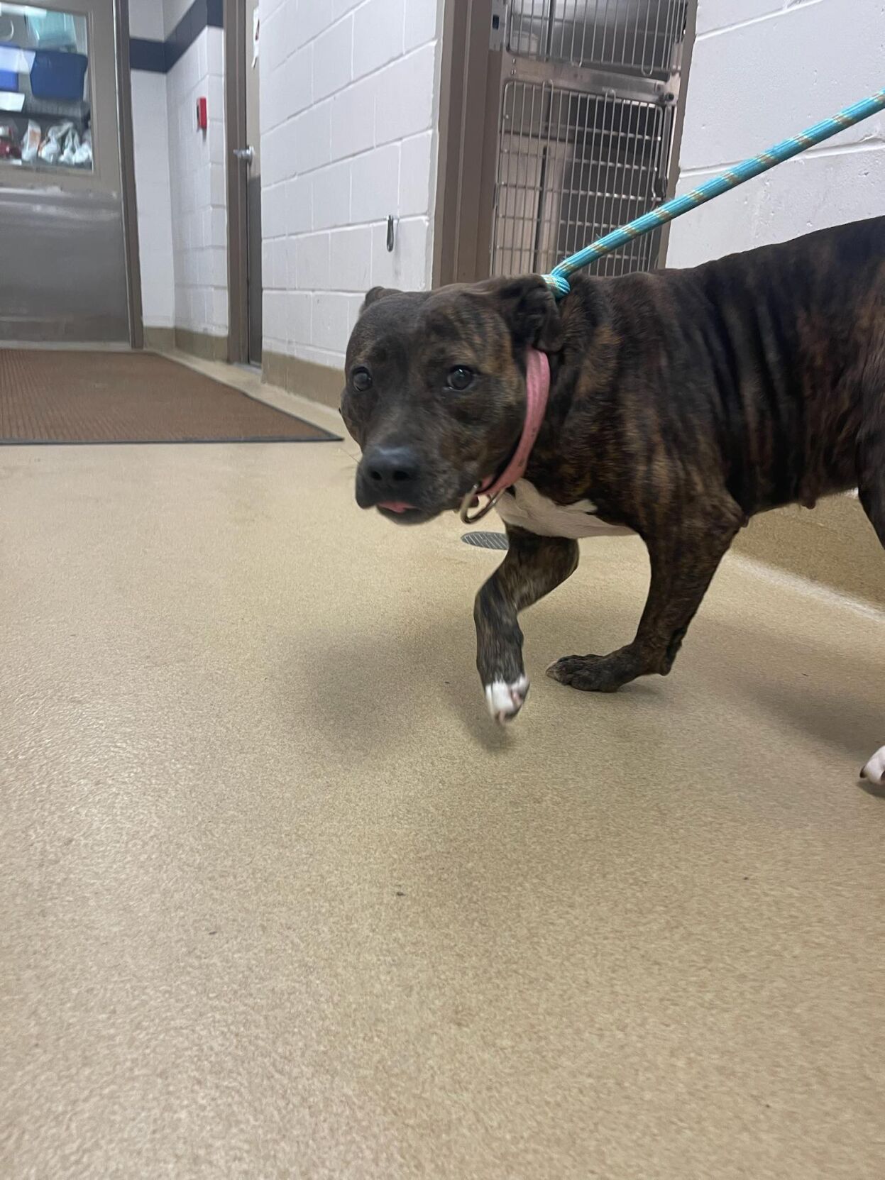 Two Decatur residents arrested for animal cruelty