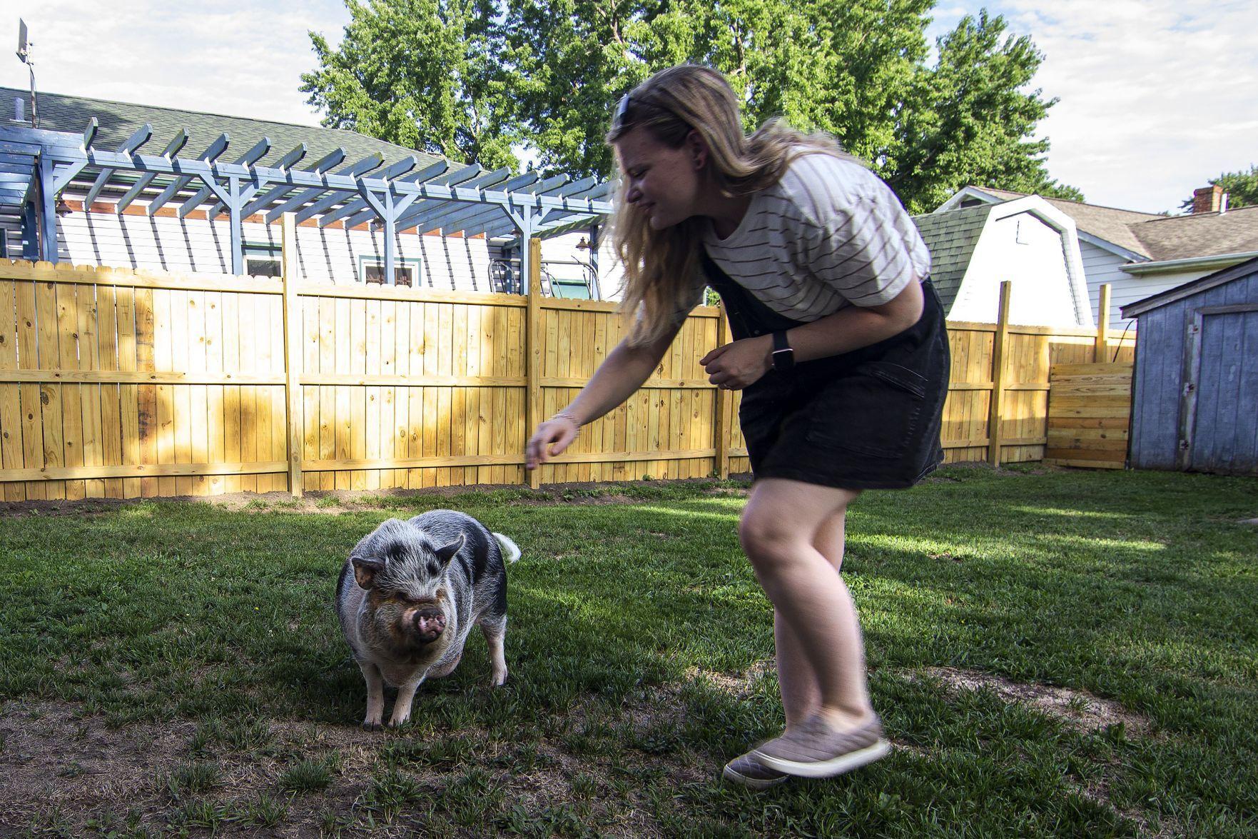 In Central Illinois Some Pig Owners Fight Local Governments To Keep Their Pets Government Politics Herald Review Com
