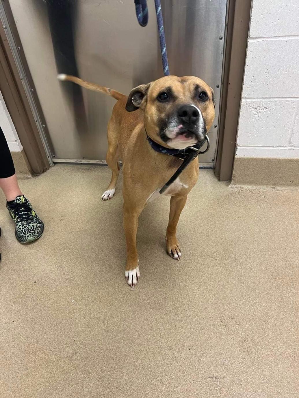 Two Decatur residents arrested for animal cruelty