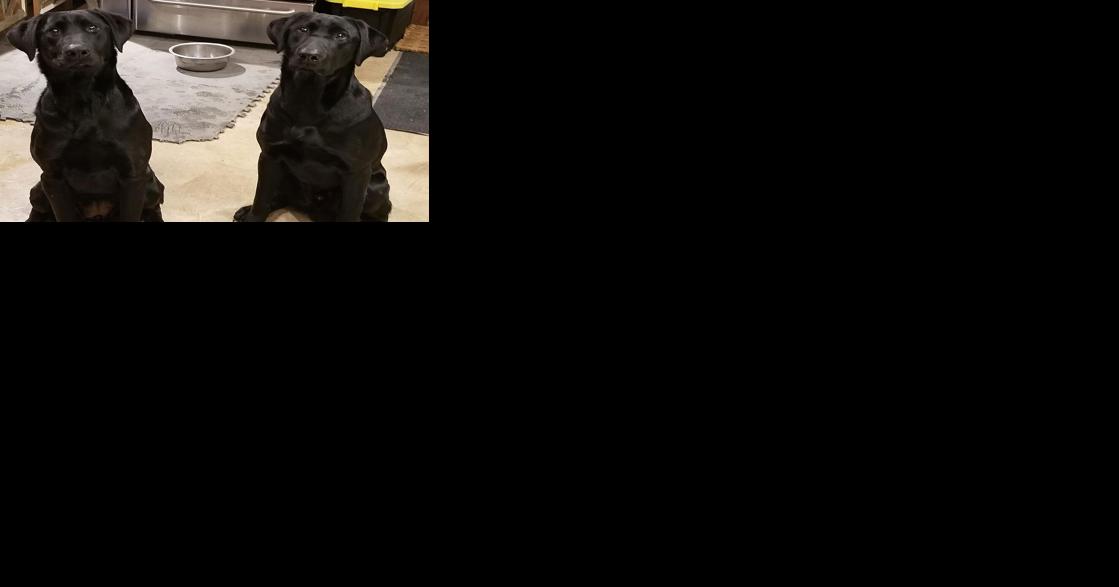 Illinois farmer raises champion working dogs - Vimarsana News