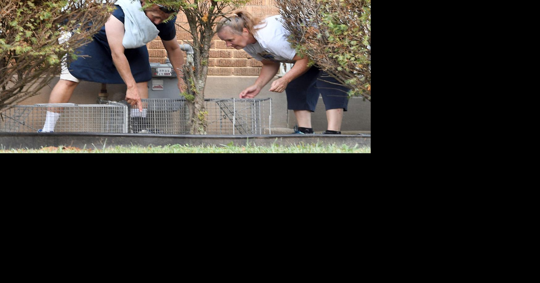 New law benefits trap/neuter/vaccinate/return programs for feral cats