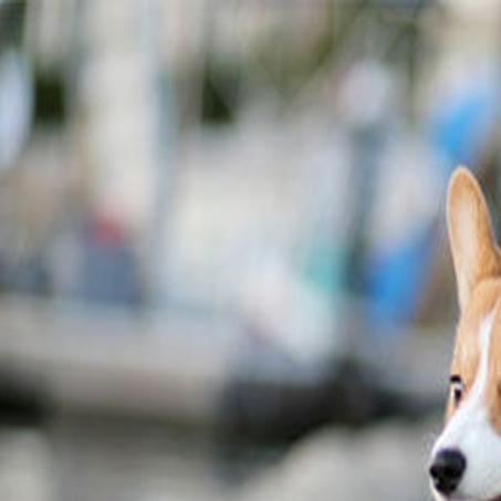 10 Of The Best Doggo Memes You Ve Ever Seen Pets Herald Review Com