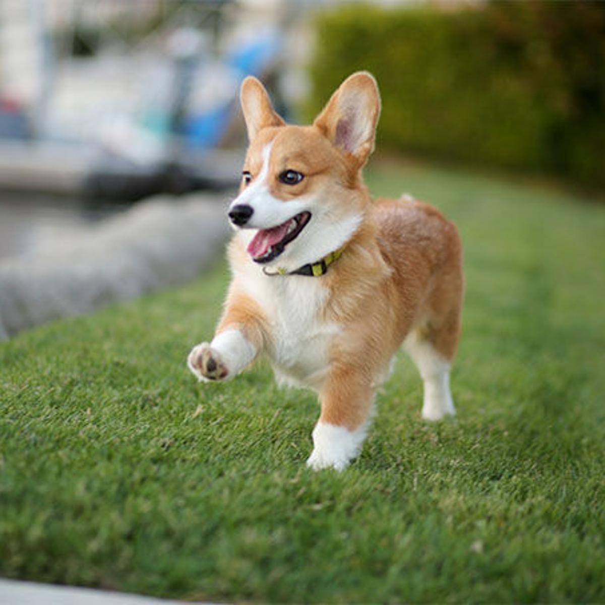 10 Of The Best Doggo Memes You Ve Ever Seen Pets Herald Review Com