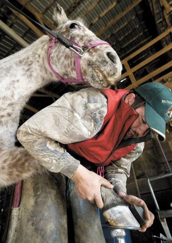 Farrier Billy Walther