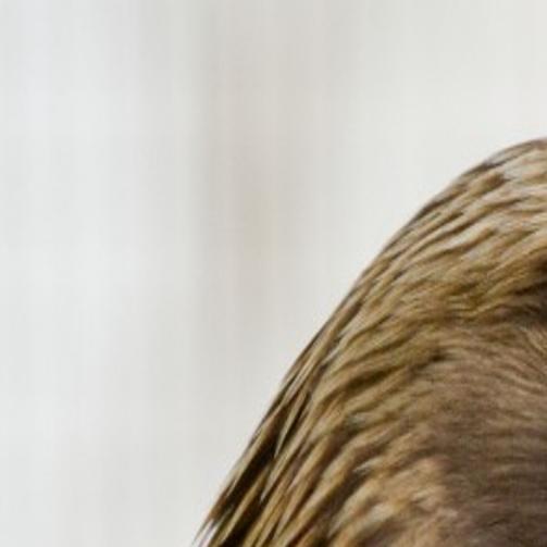 Rare Golden Eagle Recovering From Injury With Help Of