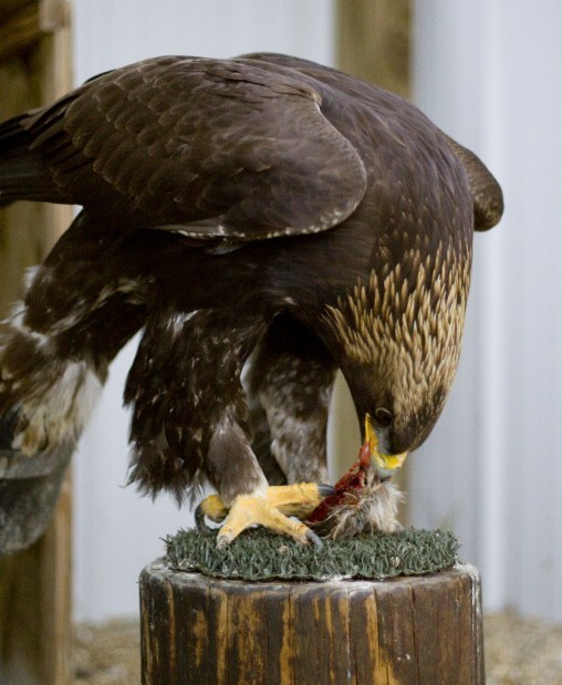 Rare Golden Eagle Recovering From Injury With Help Of