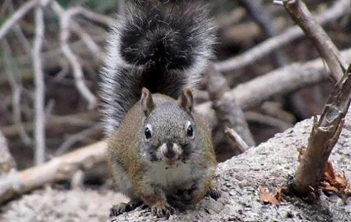 Endangered Squirrel