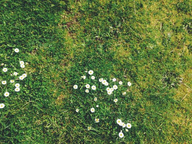 How to battle stubborn weeds